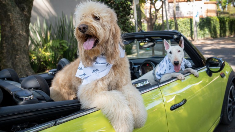 MASCOTAS DENTRO DE UN MINI CABRIO